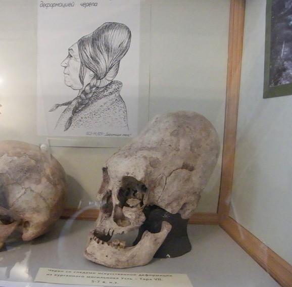 Череп женщины из курганного могильника Усть-Тара (Прииртышье, Западная Сибирь) пятого - шестого веков нашей эры
