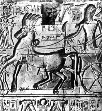 Египетский фараон Сети I на колеснице. Рельеф храма Амона в Карнаке. Около 1300 г. до н .э. 